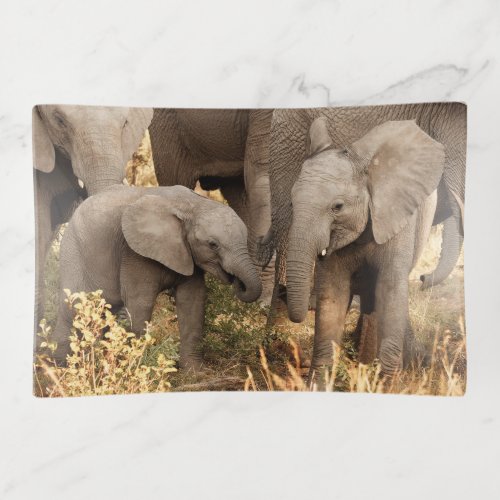 Cutest Baby Animals  Two Young Elephants Trinket Tray