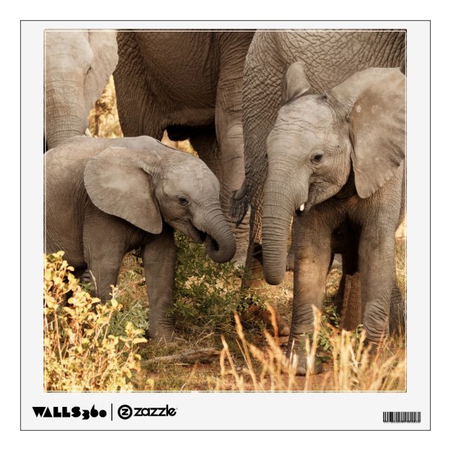 Cutest Baby Animals | Two Young Elephants Wall Decal (Front)