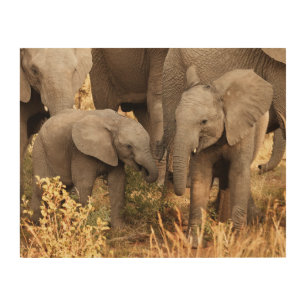 Cutest Baby Animals   Two Young Elephants Wood Wall Art