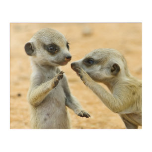 Cutest Baby Animals   Two Young Meerkats Acrylic Print