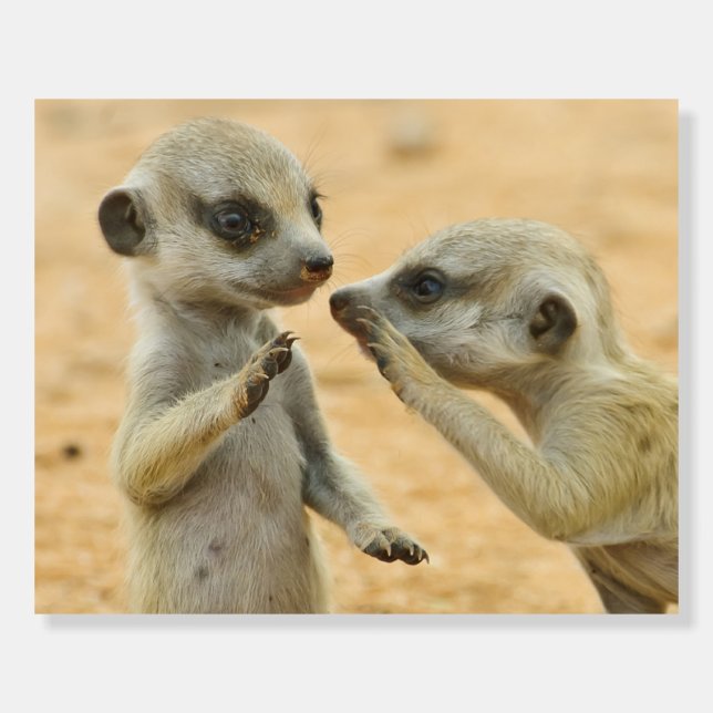 Cutest Baby Animals | Two Young Meerkats Foam Board (Front)