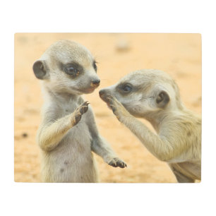 Cutest Baby Animals Two Young Meerkats Metal Print