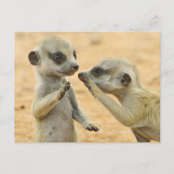 Cutest Baby Animals | Two Young Meerkats Postcard by cutestbabyanimals at Zazzle