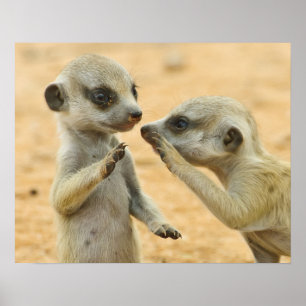 Cutest Baby Animals   Two Young Meerkats Poster