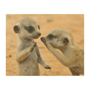 Cutest Baby Animals   Two Young Meerkats Wood Wall Art