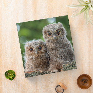 Cutest Baby Animals   Two Young Owls 3 Ring Binder