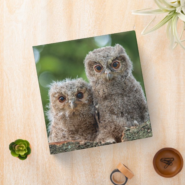 Cutest Baby Animals | Two Young Owls 3 Ring Binder (In Situ)