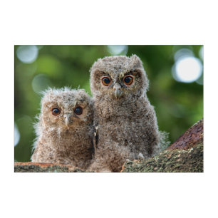 Cutest Baby Animals Two Young Owls Acrylic Print