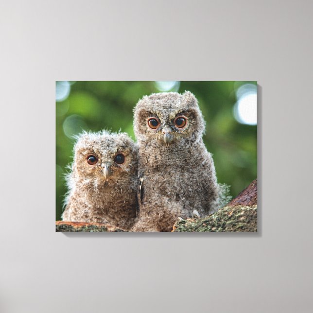 Cutest Baby Animals | Two Young Owls Canvas Print (Front)