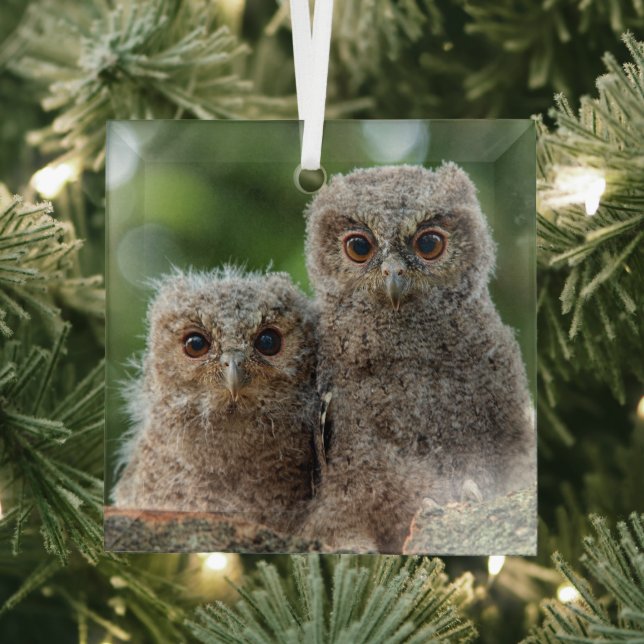 Cutest Baby Animals | Two Young Owls Glass Ornament (Insitu)