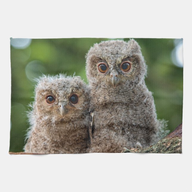 Cutest Baby Animals | Two Young Owls Kitchen Towel (Horizontal)