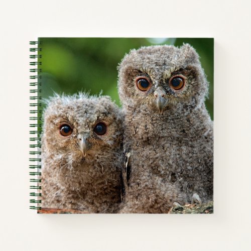 Cutest Baby Animals  Two Young Owls Notebook