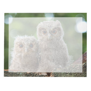Cutest Baby Animals Two Young Owls Notepad