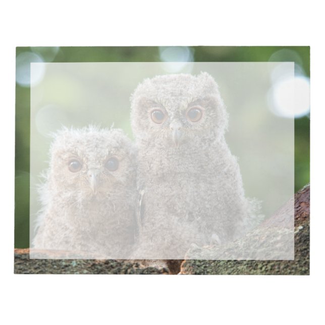 Cutest Baby Animals | Two Young Owls Notepad (Front)