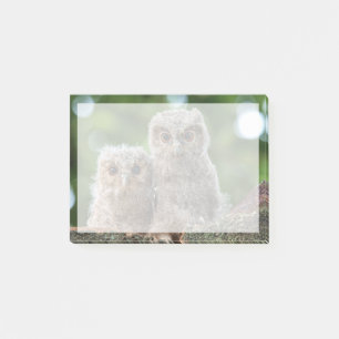 Cutest Baby Animals Two Young Owls Post-it Notes