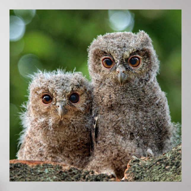 Cutest Baby Animals | Two Young Owls Poster (Front)