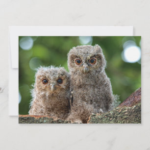 Cutest Baby Animals Two Young Owls Thank You Card