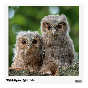 Cutest Baby Animals Two Young Owls Wall Decal