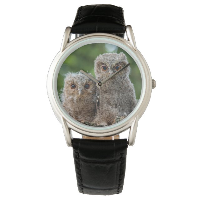 Cutest Baby Animals | Two Young Owls Watch (Front)