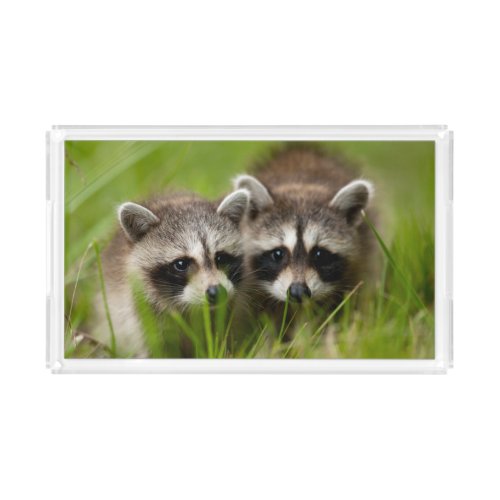 Cutest Baby Animals  Two Young Raccoons Acrylic Tray