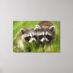 Cutest Baby Animals | Two Young Raccoons Canvas Print