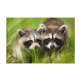 Cutest Baby Animals | Two Young Raccoons Canvas Print
