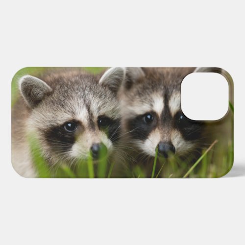 Cutest Baby Animals  Two Young Raccoons iPhone 13 Case