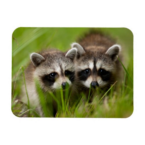 Cutest Baby Animals  Two Young Raccoons Magnet