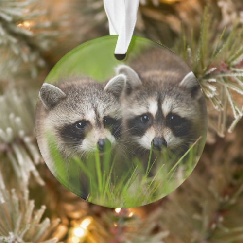 Cutest Baby Animals  Two Young Raccoons Ornament