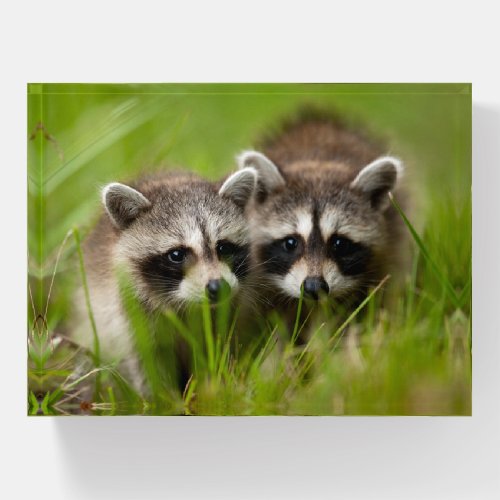 Cutest Baby Animals  Two Young Raccoons Paperweight