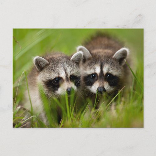 Cutest Baby Animals  Two Young Raccoons Postcard