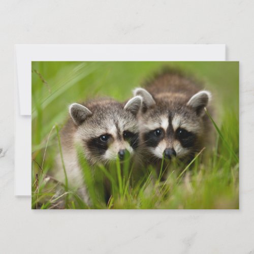 Cutest Baby Animals  Two Young Raccoons Thank You Card
