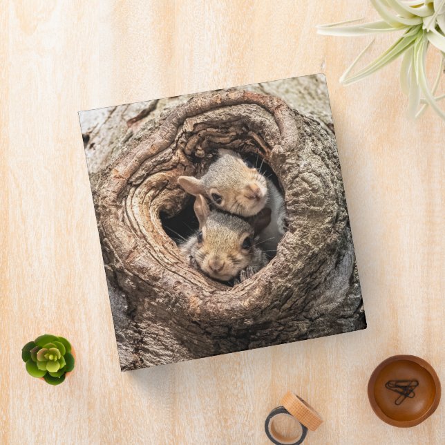 Cutest Baby Animals | Two Young Squirrels 3 Ring Binder (In Situ)