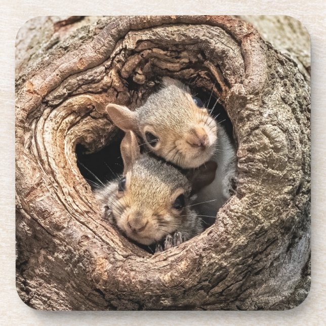 Cutest Baby Animals | Two Young Squirrels Beverage Coaster (Front)