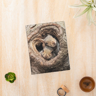 Cutest Baby Animals Two Young Squirrels Mini Binder