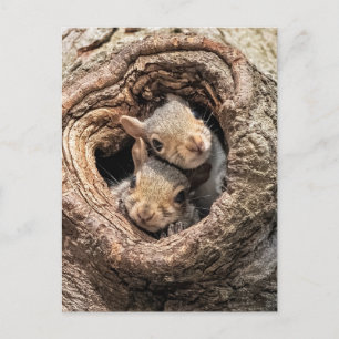 Cutest Baby Animals Two Young Squirrels Postcard