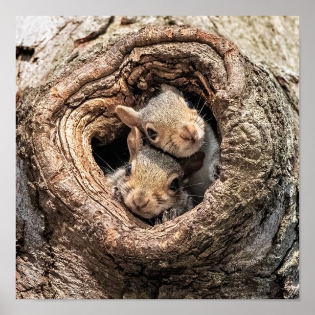 Cutest Baby Animals | Two Young Squirrels Poster (Front)