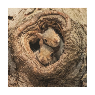 Cutest Baby Animals Two Young Squirrels Wood Wall Art