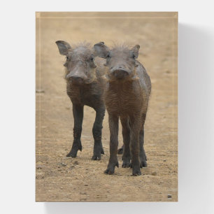 Cutest Baby Animals   Two Young Warthogs Paperweight