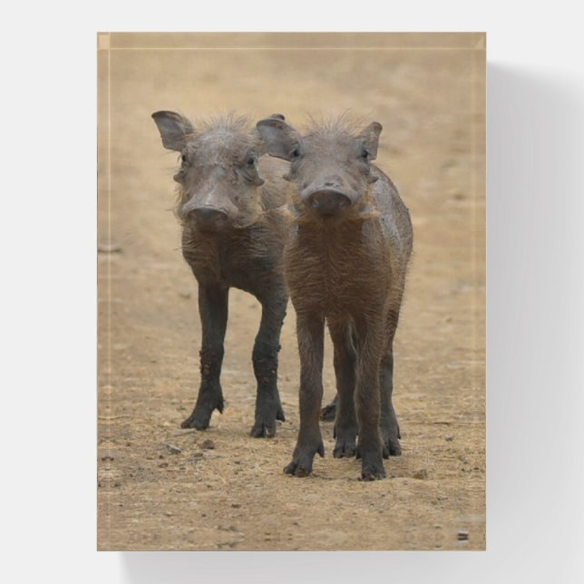 Cutest Baby Animals | Two Young Warthogs Paperweight (Vertical)