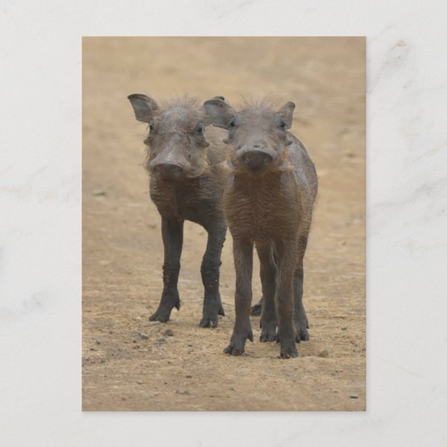 Cutest Baby Animals | Two Young Warthogs Postcard (Front)