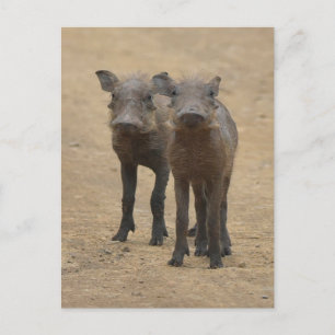 Cutest Baby Animals   Two Young Warthogs Postcard