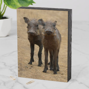 Cutest Baby Animals   Two Young Warthogs Wooden Box Sign