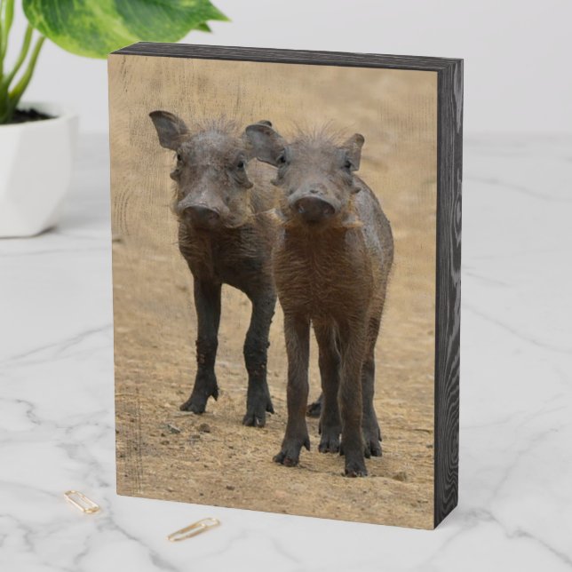 Cutest Baby Animals | Two Young Warthogs Wooden Box Sign (In Situ Vertical)
