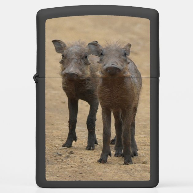 Cutest Baby Animals Two Young Warthogs Zippo Lighter Zazzle