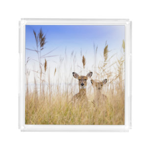 Cutest Baby Animals   Two Young White Tailed Deer Acrylic Tray