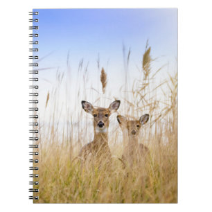 Cutest Baby Animals   Two Young White Tailed Deer Notebook