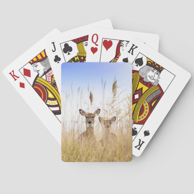 Cutest Baby Animals | Two Young White Tailed Deer Poker Cards (Back)