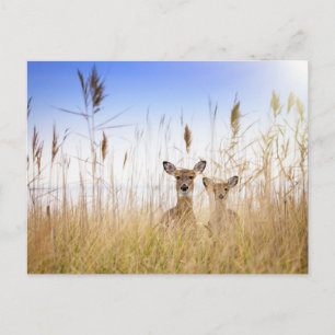 Cutest Baby Animals Two Young White Tailed Deer Postcard