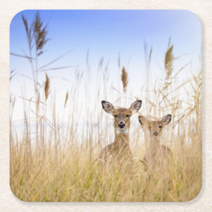 Cutest Baby Animals   Two Young White Tailed Deer Square Paper Coaster